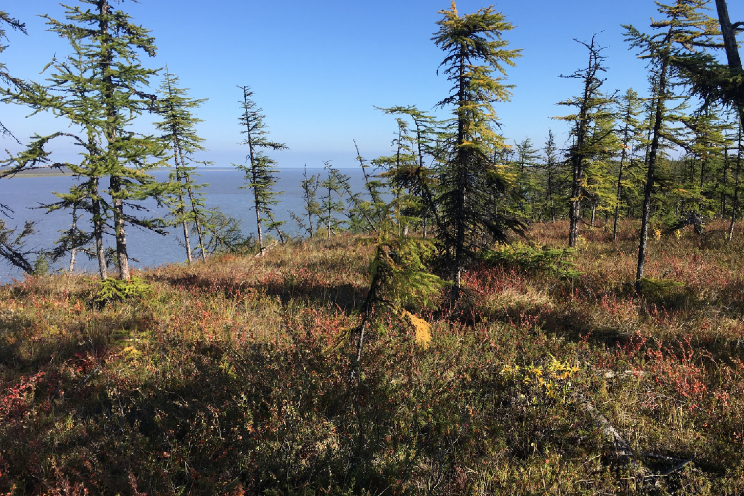 View of pine trees and water from the bank of the Kolyma river at Duvanny Yar (68°39’ N, 159°4’ E), a popular permafrost sampling site, showing the vegetation cover at the end of August 2019. 