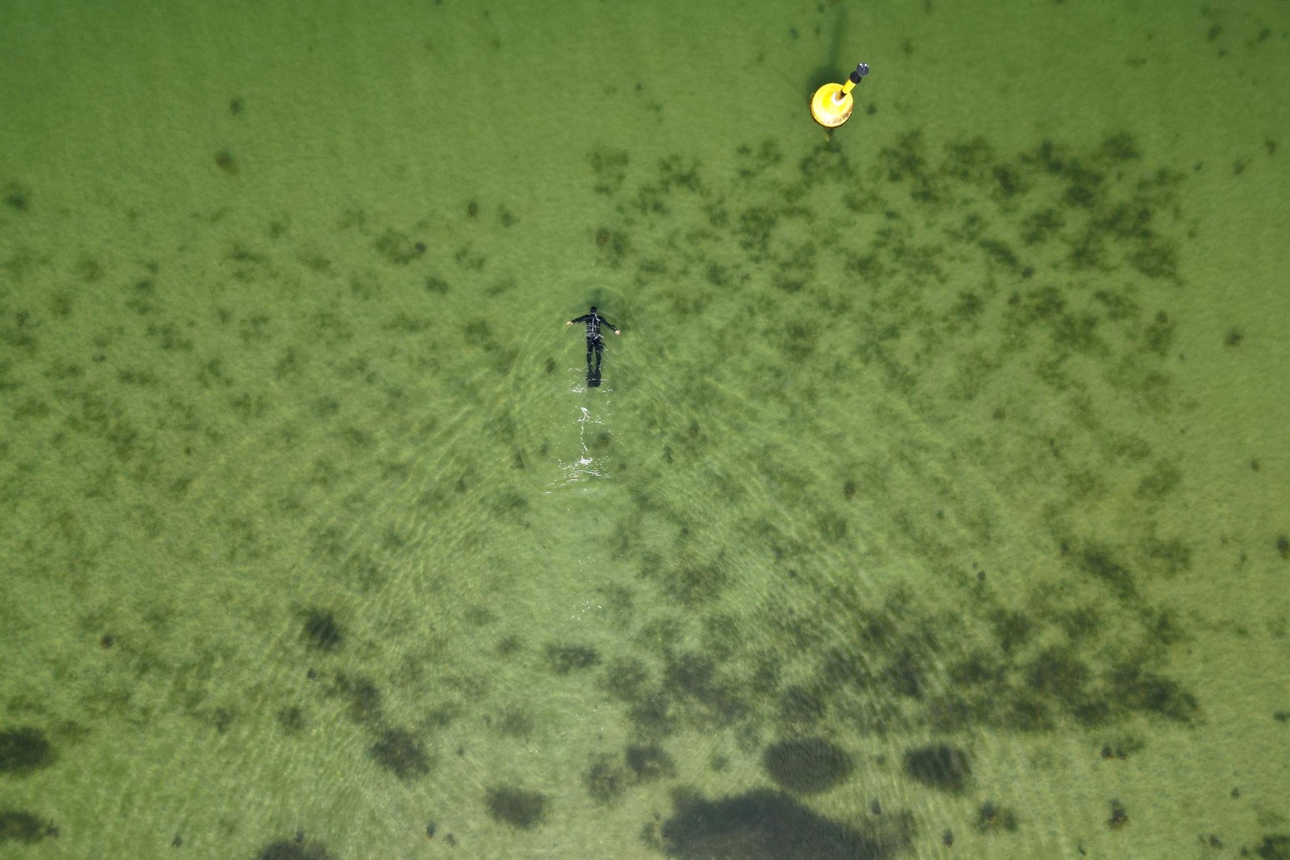 Tadhg O'Corcora, 38, a marine scientist for GEOMAR, snorkels above a hand-planted seagrass meadow in a checkerboard pattern in Gelting, Northern Germany, June 20, 2023.