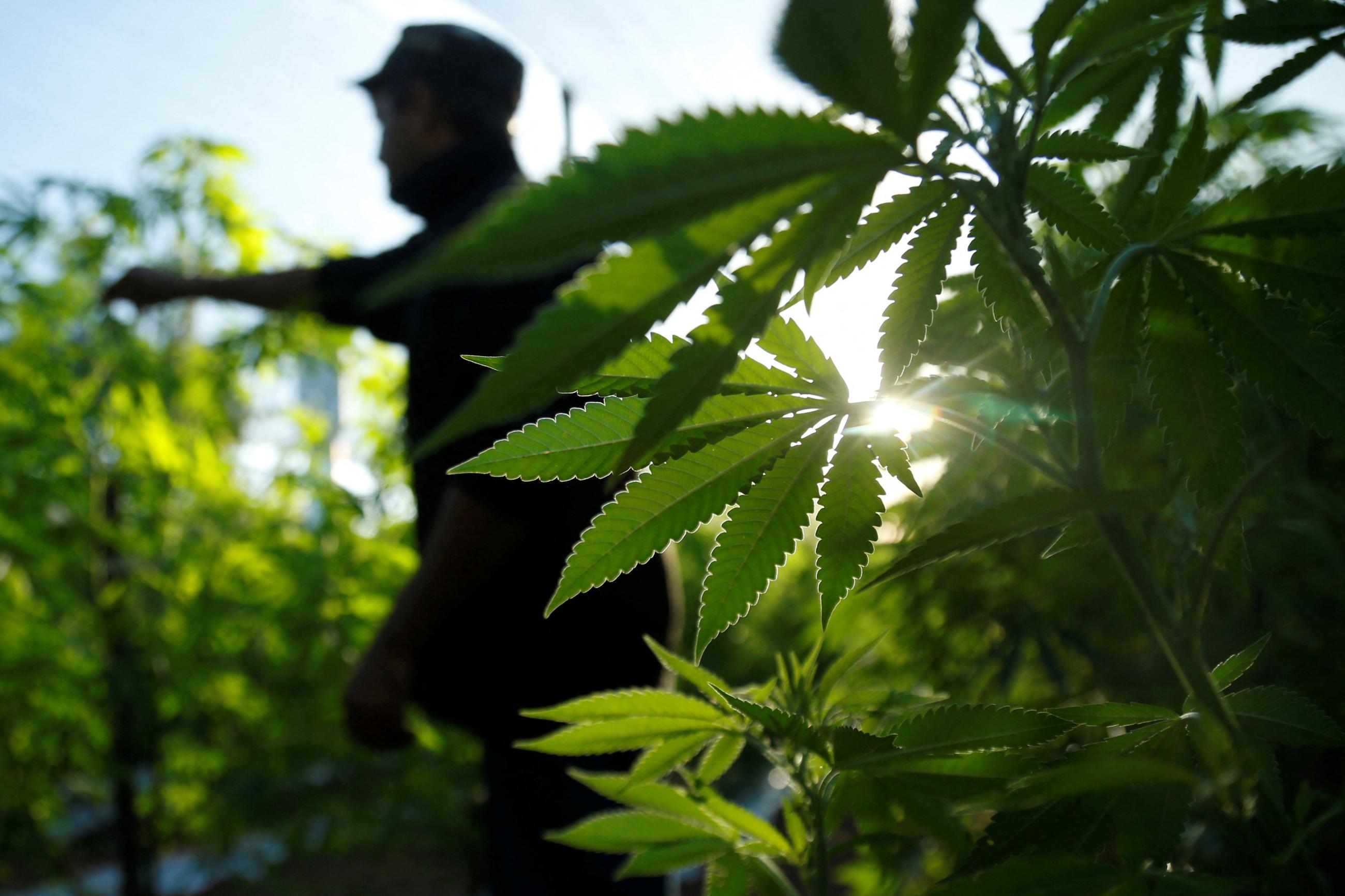 A farmer checks marijuana plants before a harvest festival to showcase farms that have been converted to produce medicinal cannabis.