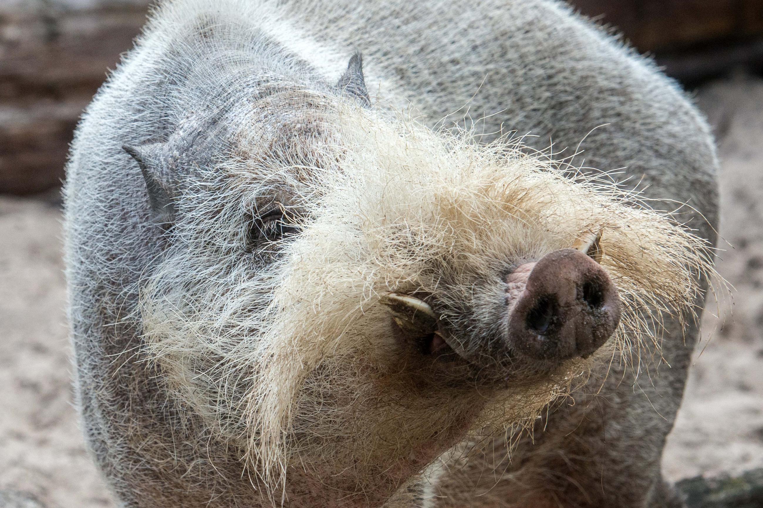 A beared pig in his enclosure at Berlin Zoo, in Berlin, Germany.