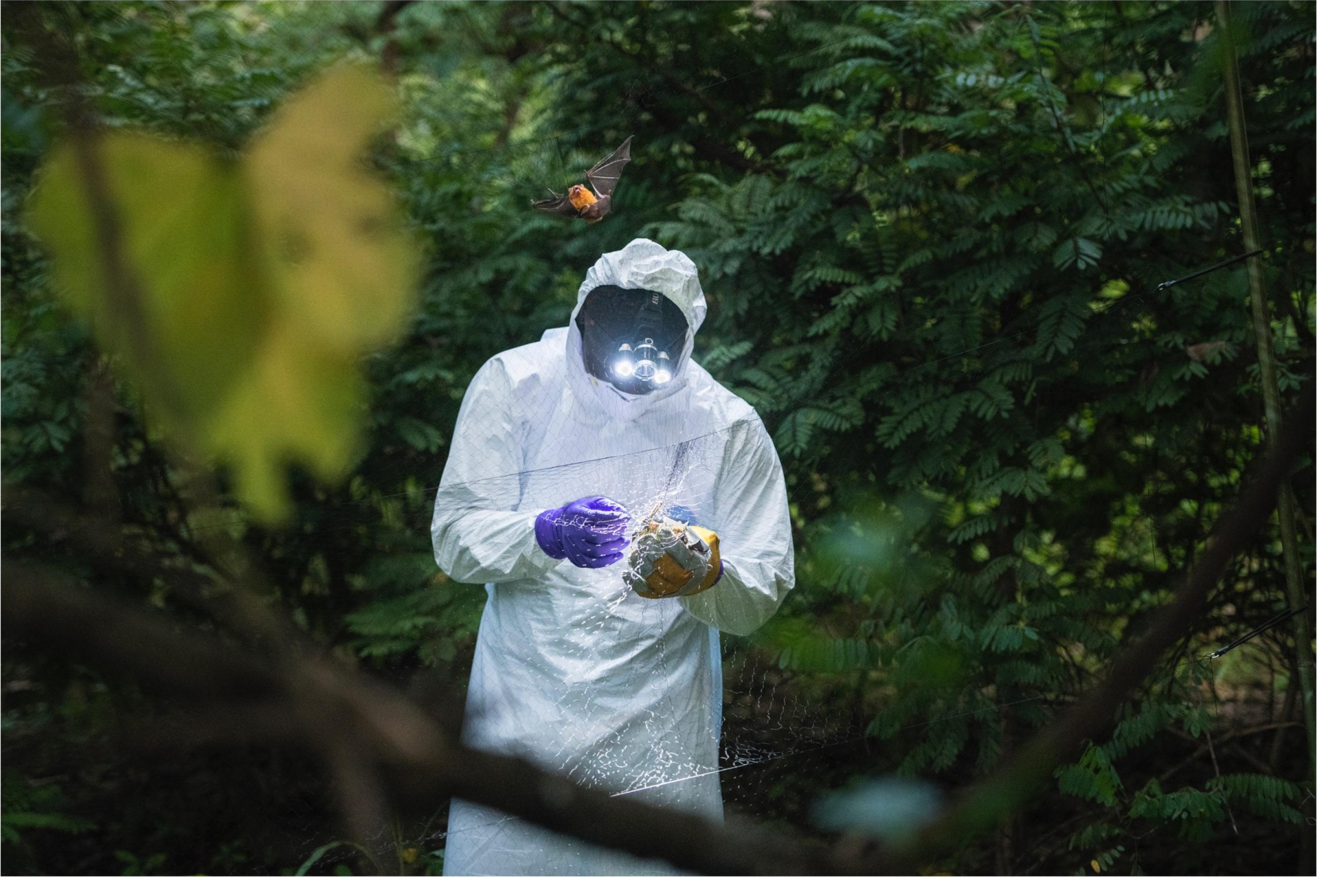 A field ecologist with the USAID-funded PREDICT Ebola Host Project uses mist netting to capture and study bats, an animal host species of the zoonotic Ebola virus. 