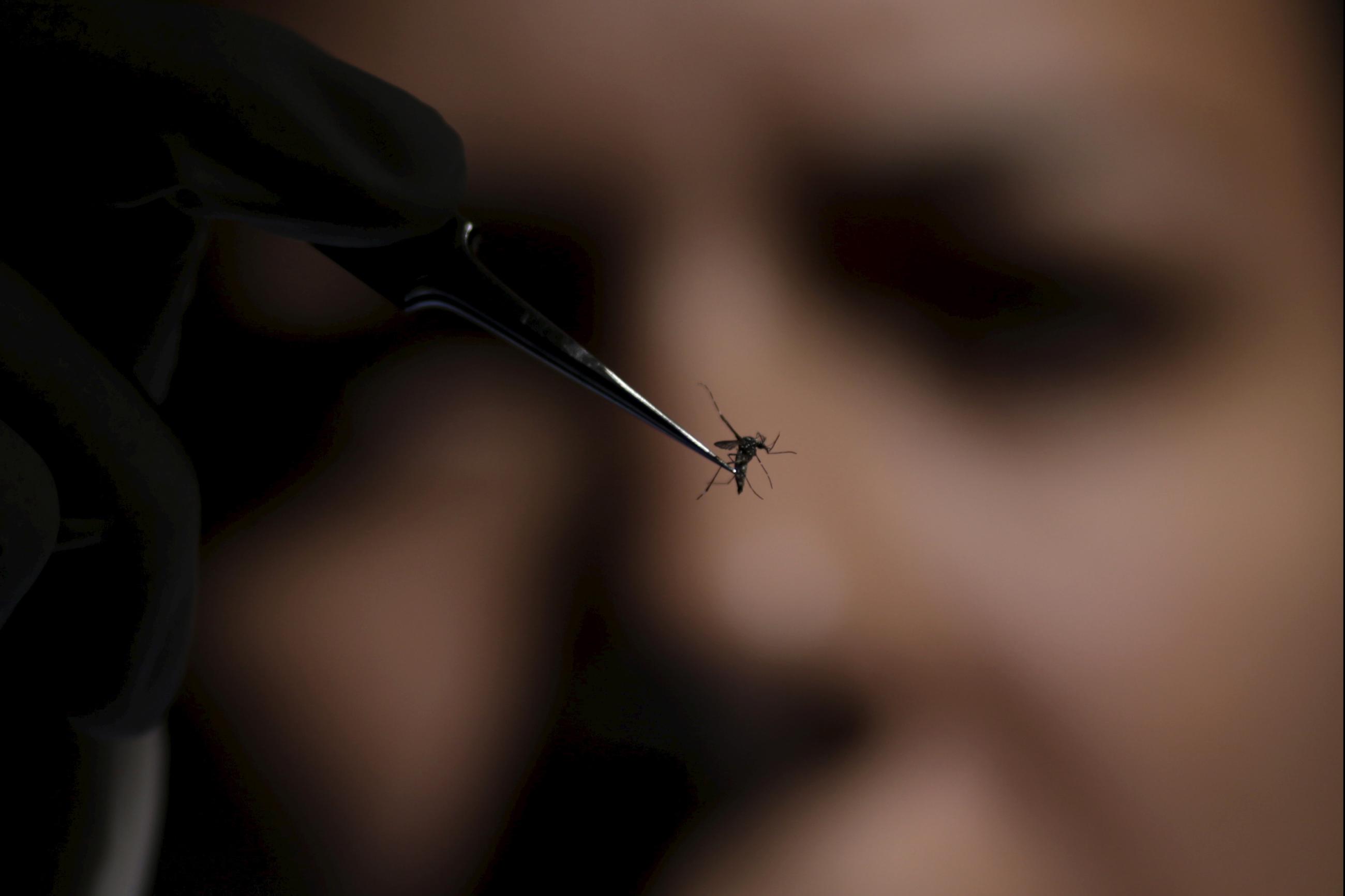 A technician of Oswaldo Cruz Foundation inspects an Aedes aegypti mosquito.