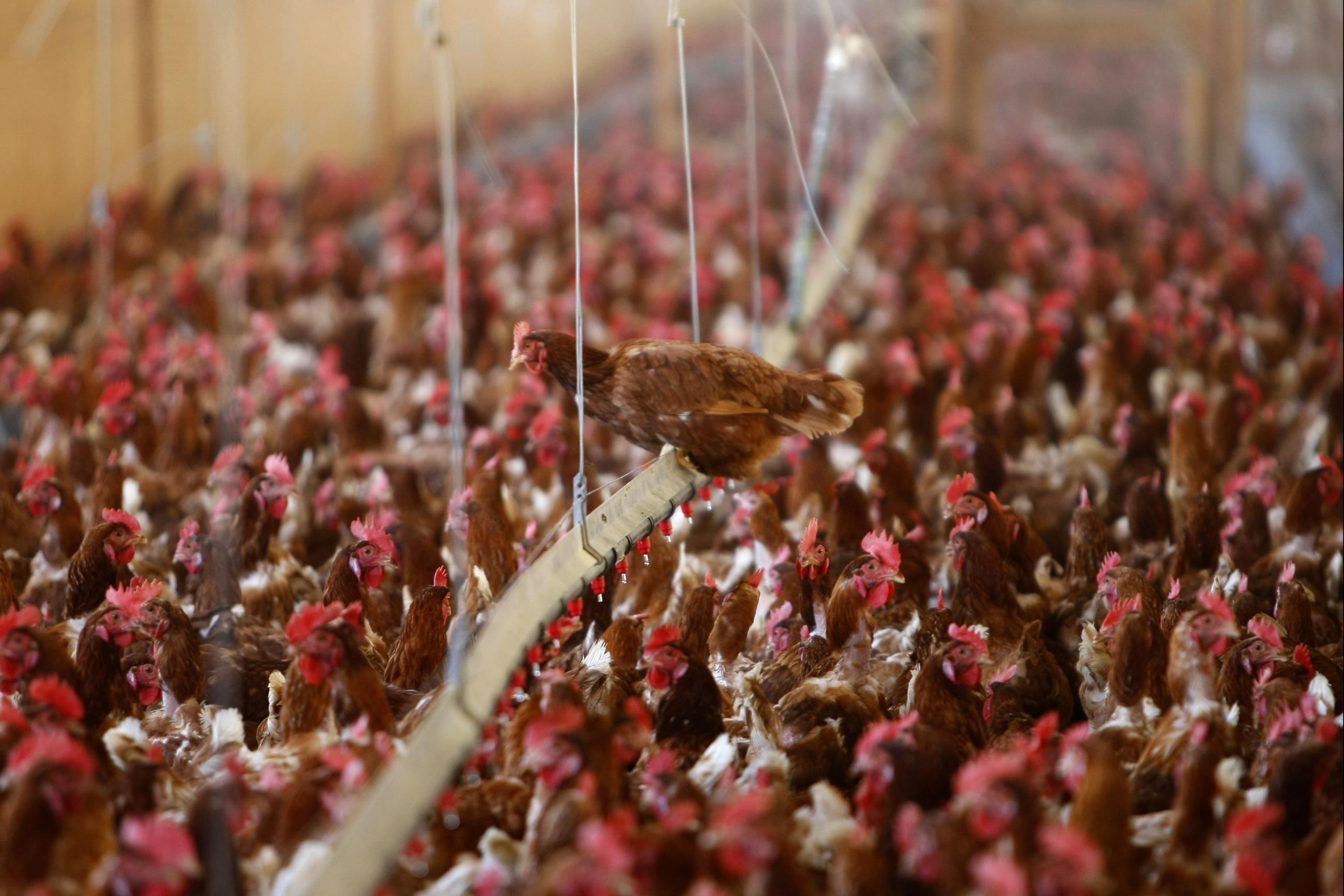 Cage free hens are gathered at an egg farm, in San Diego, California, on July 29, 2008.