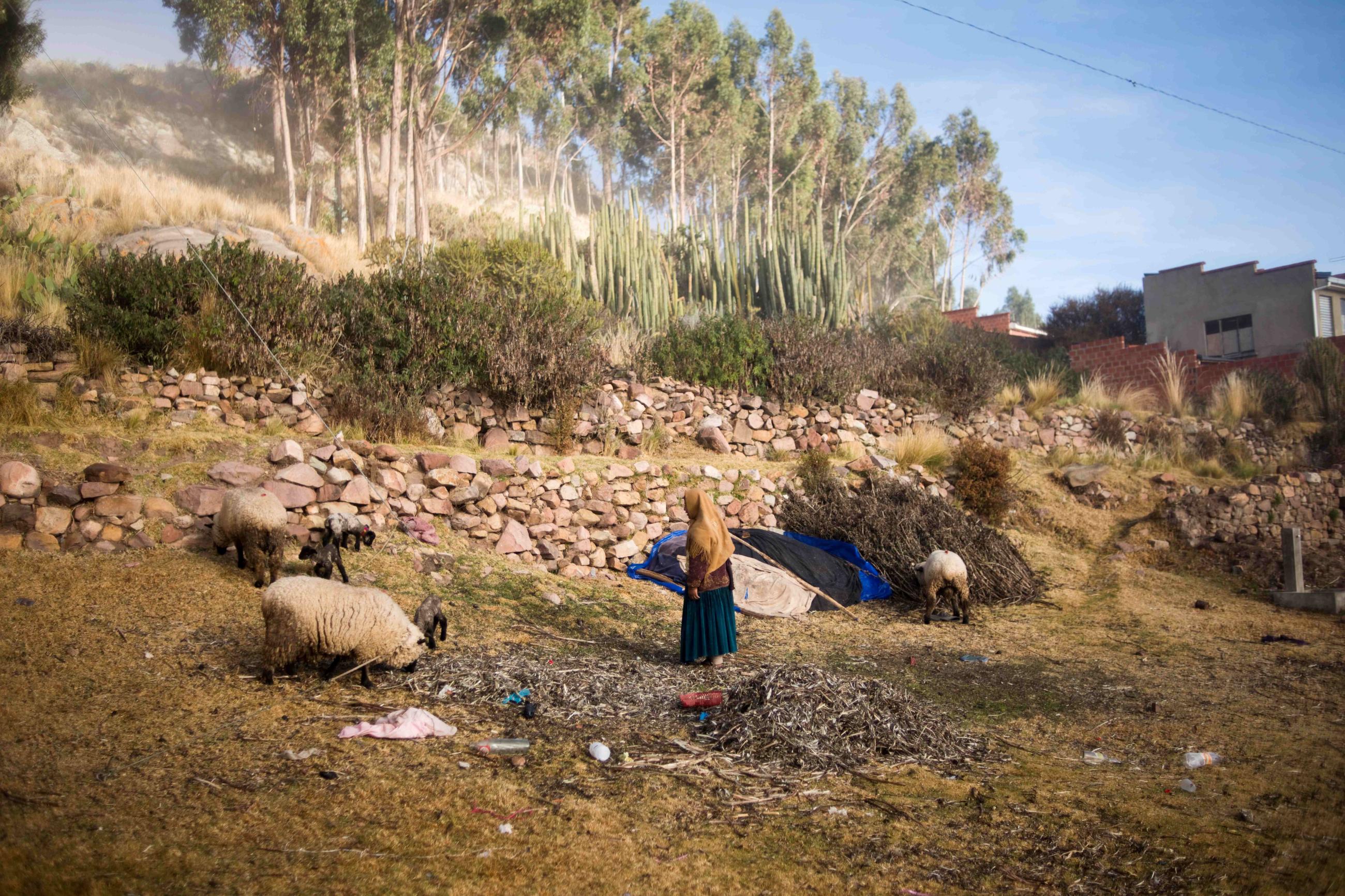 A woman feeds her cattle in Qewaya village, Lake Titicaca, Bolivia, July 4, 2018.