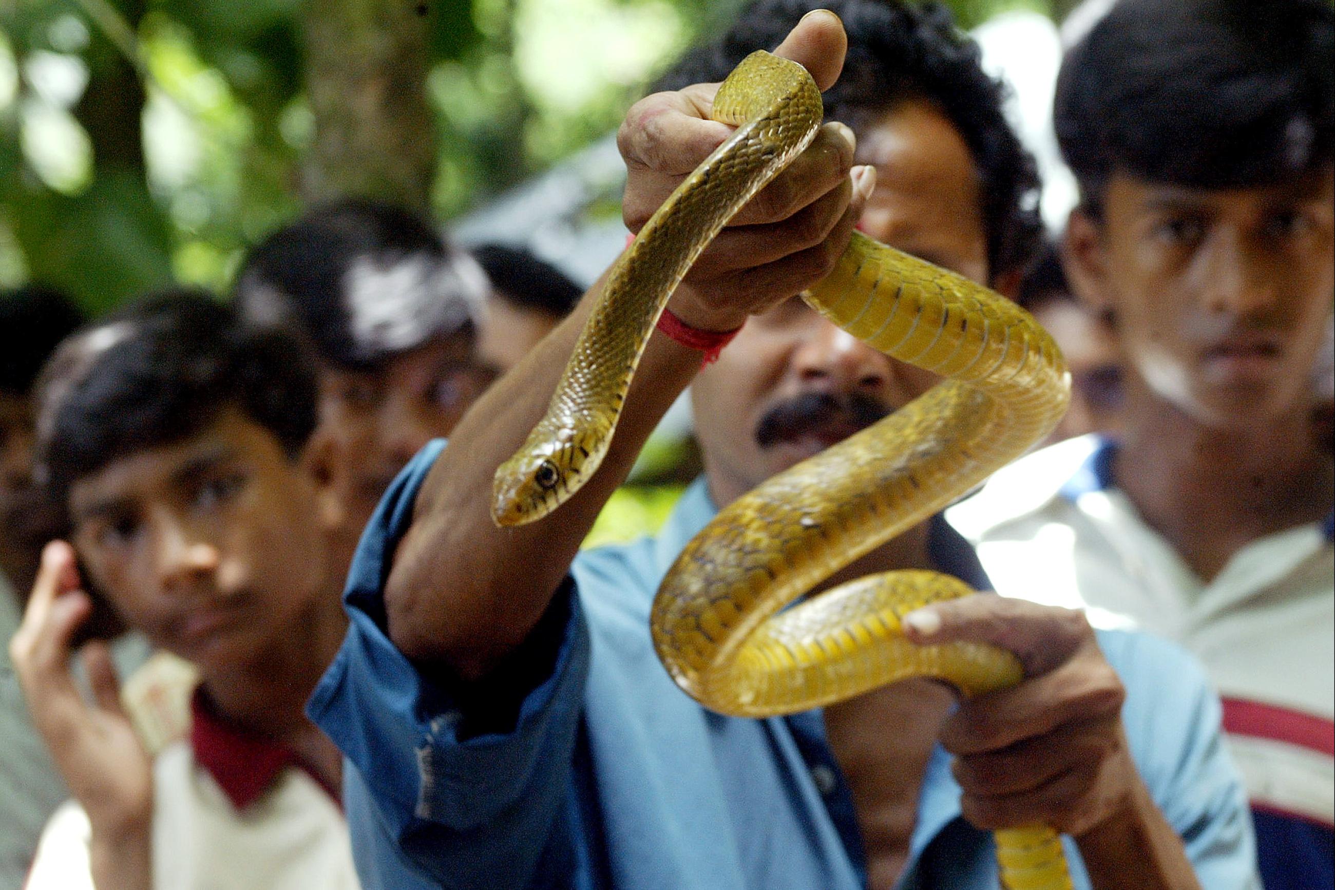 An Indian snake charmer shows a poisonous yellow snake to devotees during the Hindu festival, 'Nag Panchami,' in the village of Khadiatola, India, on August 17, 2004. 