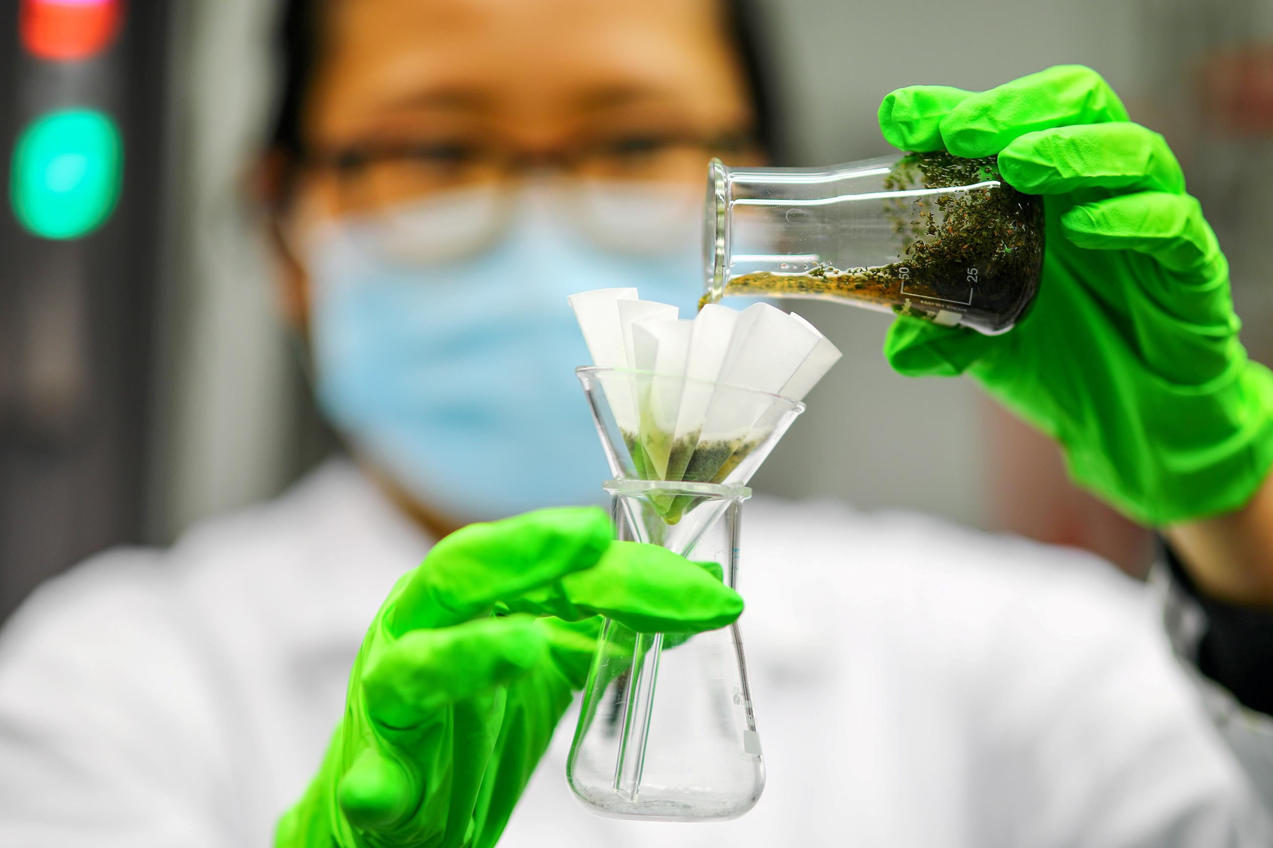 An employee of the Max Planck Institute of Colloids and Interfaces prepares to test Artemisia annua plant extract and artemisinin derivatives in a laboratory, in Potsdam, Germany, on October 15, 2020.  