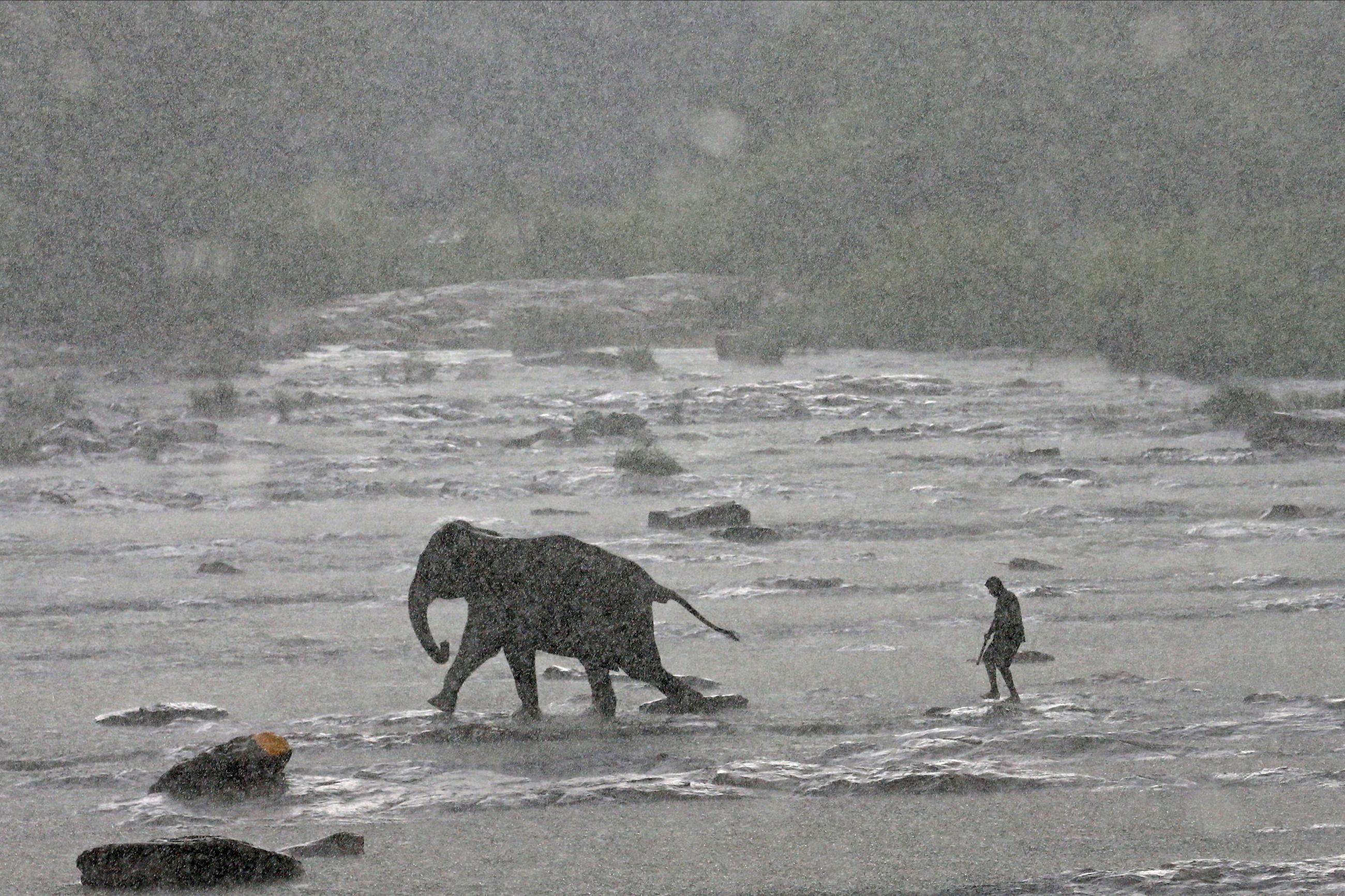A mahout (an elephant keeper) walks with an elephant during a daily swim in a River at Pinnawal elephant orphanage near Pinnawala village in Rambukkana, Sri Lanka 