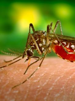 This 2005 photograph depicts a female Aedes aegypti mosquito, the primary vector for the spread of Dengue fever. The photo is a close-up of a mosquito taking a blood meal, making its belly bright red and striking against a bokeh green background