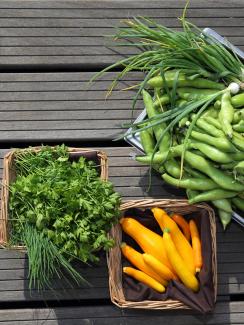 Orgeval yellow courgettes, chives, parsley, broad beans and spring onions from the vegetable kitchen garden installed on the roof of La Mutualite building in Paris July 23, 2013. Picture shows three baskets on a grey surface with a bounty of gorgeous vegetables.