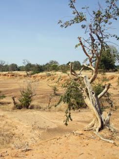 Parched land is pictured around the Lake Wegnia, in Sahel region of Koulikoro, Mali on November 22, 2019. Picture Shows a lonely tree, small and scrubby with many of its branches dead. It’s in a dry gully with a few other green scrubby bushes scattered in the frame—but mostly nothing but dry yellow dirt and sand everywhere the eye can see off into the distance. 