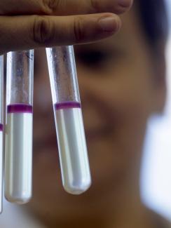 The image shows a few test tubes filled with liquid that has a very distinctive purple “lid.” The researcher can be seen blurred out in the background. 