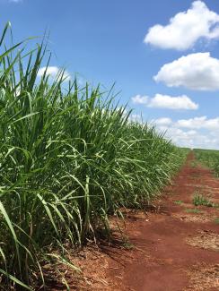 Picture is taken at the edge of a field on a sugar plantation on a spectacularly clear day. The earth is brown, the growing canes are green, and the deep blue sky has little fluffy clouds rolling in. 