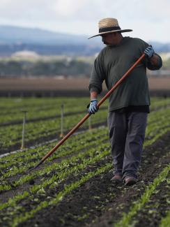 Picture shows Cesar working with a hoe in his hand. 