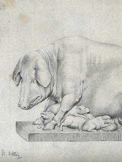  The picture is of a pencil drawing of a pig and her pups. 