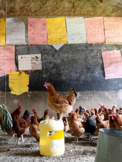 Picture shows a large gaggle of chickens inside a classroom, clucking around. One stands atop an overturned bucket. 