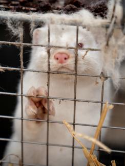 A mink is seen at the farm of Henrik Nordgaard Hansen and Ann-Mona Kulsoe Larsen near Naestved, Denmark on November 6, 2020. 