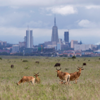 The Nairobi skyline stretches out behind grazing Hartebeests in nearby Nairobi National Park, Nairobi, Kenya May (2017). 