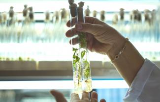 A Ukrainian scientist holds plant shoots in test tubes in her laboratory in Hlukhiv, Ukraine
