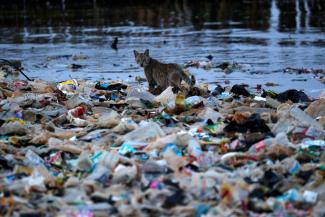 A cat is seen among rubbish at a shoreline in Jakarta, Indonesia, June 21, 2019.