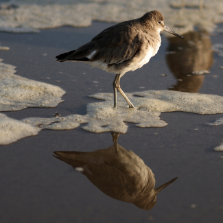 A brown bird with a pale breast stands in a foamy patch of polluted water in Santa Monica, California, on March 23, 2021. 