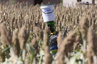 A woman carries a white plastic bucket fulled with water on her head as she walks through a field of sorghum grass in Masvingo, Zimbabwe, on June 1,2016.