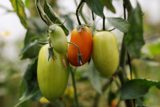 Green and orange tomatoes ripen on a vine in a garden in Santa Maria Chiquimula, Guatemala. 