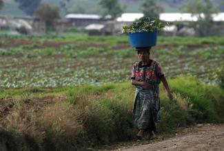 A woman carries vegetables from the field at the end of the day in Tecpan, Guatemala, May 5, 2008. 