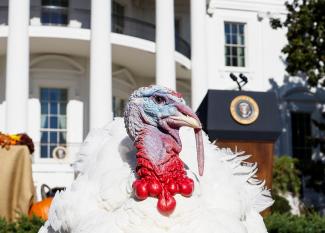 The National Thanksgiving Turkey stands on the South Lawn of the White House in Washington, U.S., November 21, 2022.