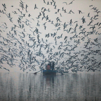 Dozens of seagulls swoop down to grab food from people in a small boat on the Yamuna River, on a smoggy morning in New Delhi, India, on November 18, 2021. 