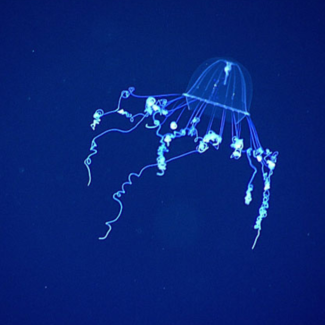 A silky medusa, its white tentacles against a deep blue background, seen during a mid-water transect on the National Oceanic and Atmospheric Administration (NOAA) Ocean Exploration's third Voyage to the Ridge 2022 expedition. 