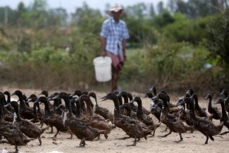 A man feeds ducks at a farm at the outskirts of Phnom Penh in Cambodia February 2, 2017. 
