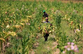 Workers harvest tobacco at Tzoro farm in Centenary, Zimbabwe, on March 3, 2023. 