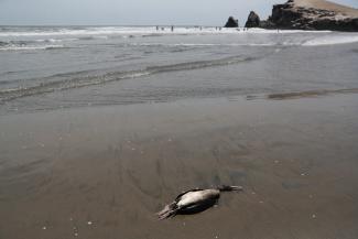 A dead duck is seen on Lobos beach amid rising cases of bird flu infections, in Lima, Peru, on February 22, 2023. 