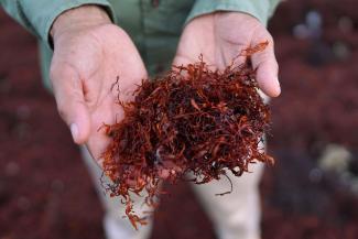 Two hands hold a wad of sargassum.
