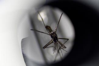 An aedes aegypti mosquito is displayed under a microscope