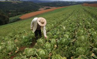 Walter Godinho is seen at his chard plantation,