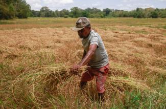 A man cuts yellow paddy stems.