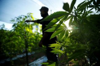 A farmer checks marijuana plants before a harvest festival to showcase farms that have been converted to produce medicinal cannabis.