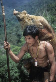 A hunter walks with a bearded pig strapped to his back, in Borneo.