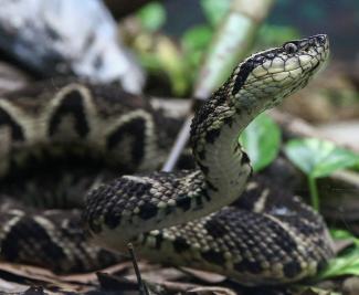 A jararacussu snake is seen at Butantan Institute.