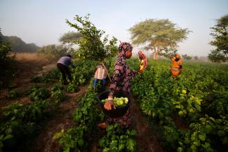 Khoudia Ndiaye carries a container with eggplants she freshly harvested for the market.