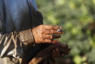 A worker smokes as he harvests tobacco leaves in a field.