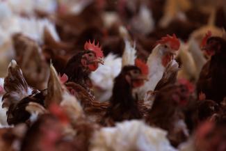 Cage-free chickens are shown inside a facility at Hilliker's Ranch Fresh Eggs.