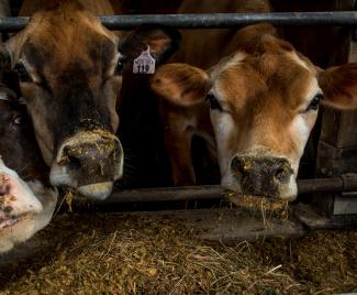 Dairy cows eat their breakfast after their morning milking at EMMA Acres dairy farm.