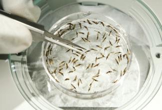 A worker picks up a mosquito from a dish at the Sanaria Inc. facility.