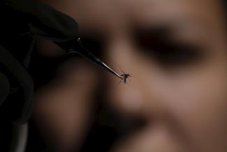 A technician of Oswaldo Cruz Foundation inspects an Aedes aegypti mosquito.