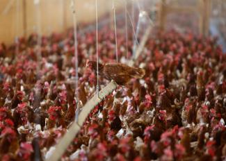 Cage free hens are gathered at an egg farm, in San Diego, California, on July 29, 2008.