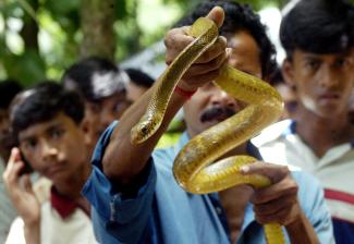 An Indian snake charmer shows a poisonous yellow snake to devotees during the Hindu festival, 'Nag Panchami,' in the village of Khadiatola, India, on August 17, 2004. 