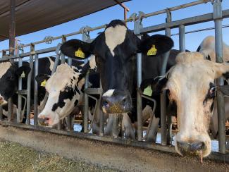 Cows are seen feeding at Mancebo Holsteins, in Tulare, California, on July 24, 2018.