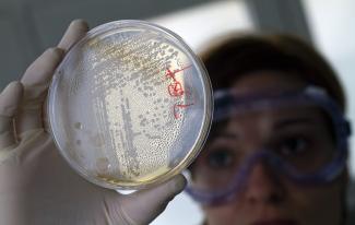 A laboratory worker looks for strains of E.coli bacteria in vegetable cells placed in a petri dish, in La Mojonera, Spain, on June 2, 2011.